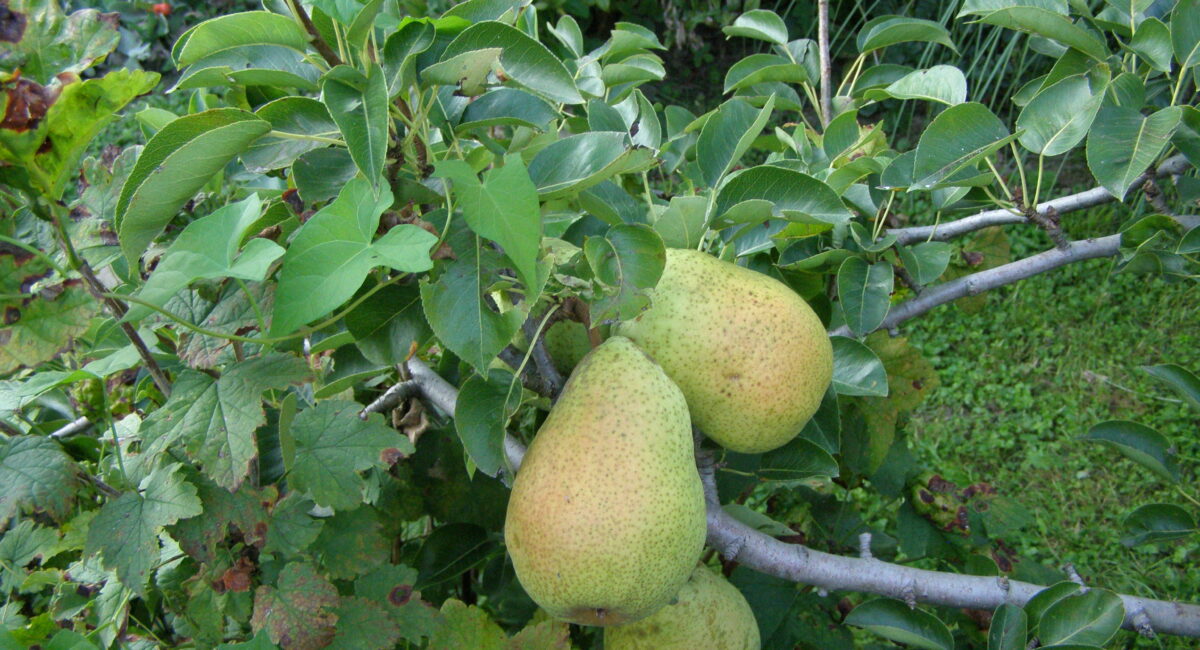 Đurđevačka trorotka